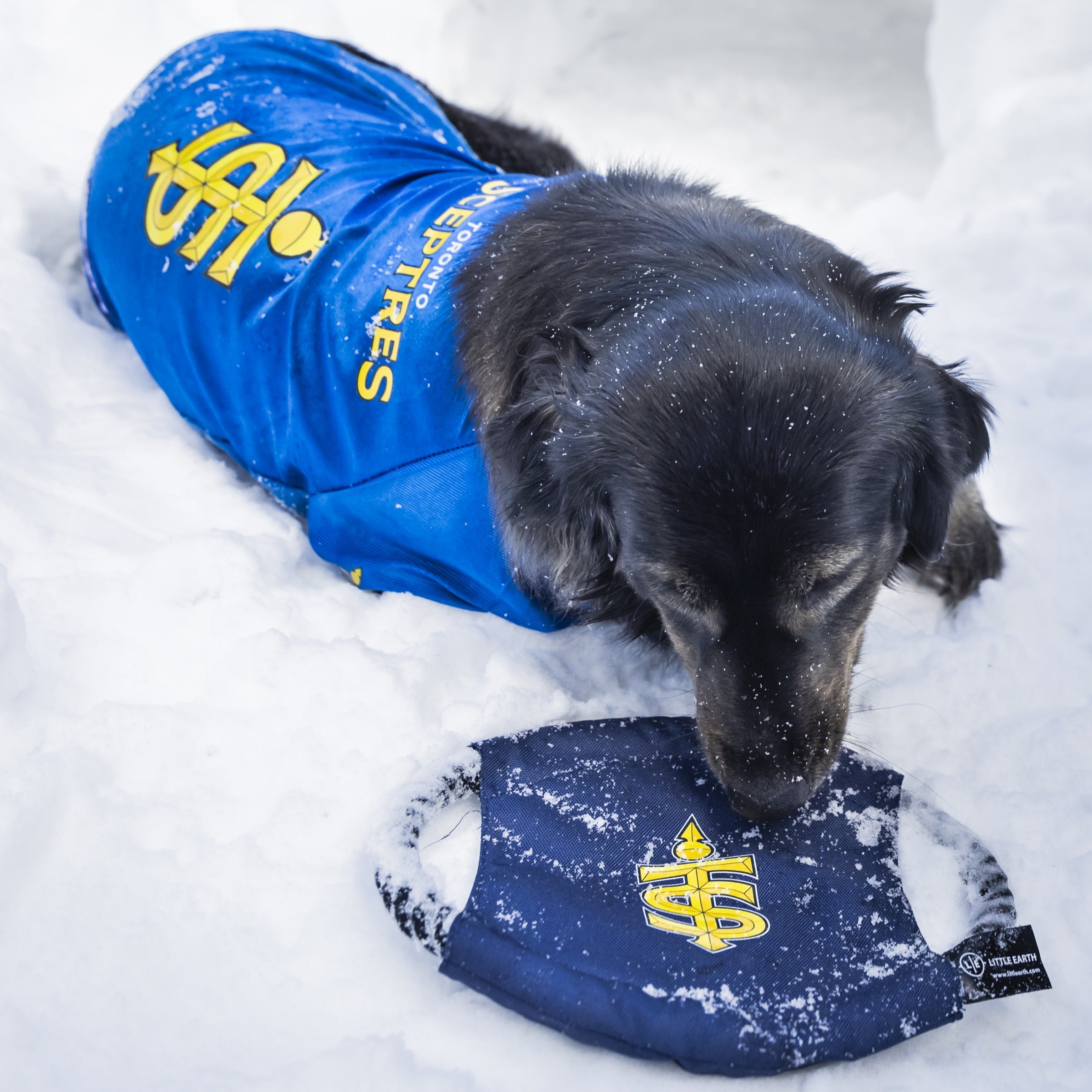 Toronto Sceptres Flying Disc Pet Toy - Pet in Navy