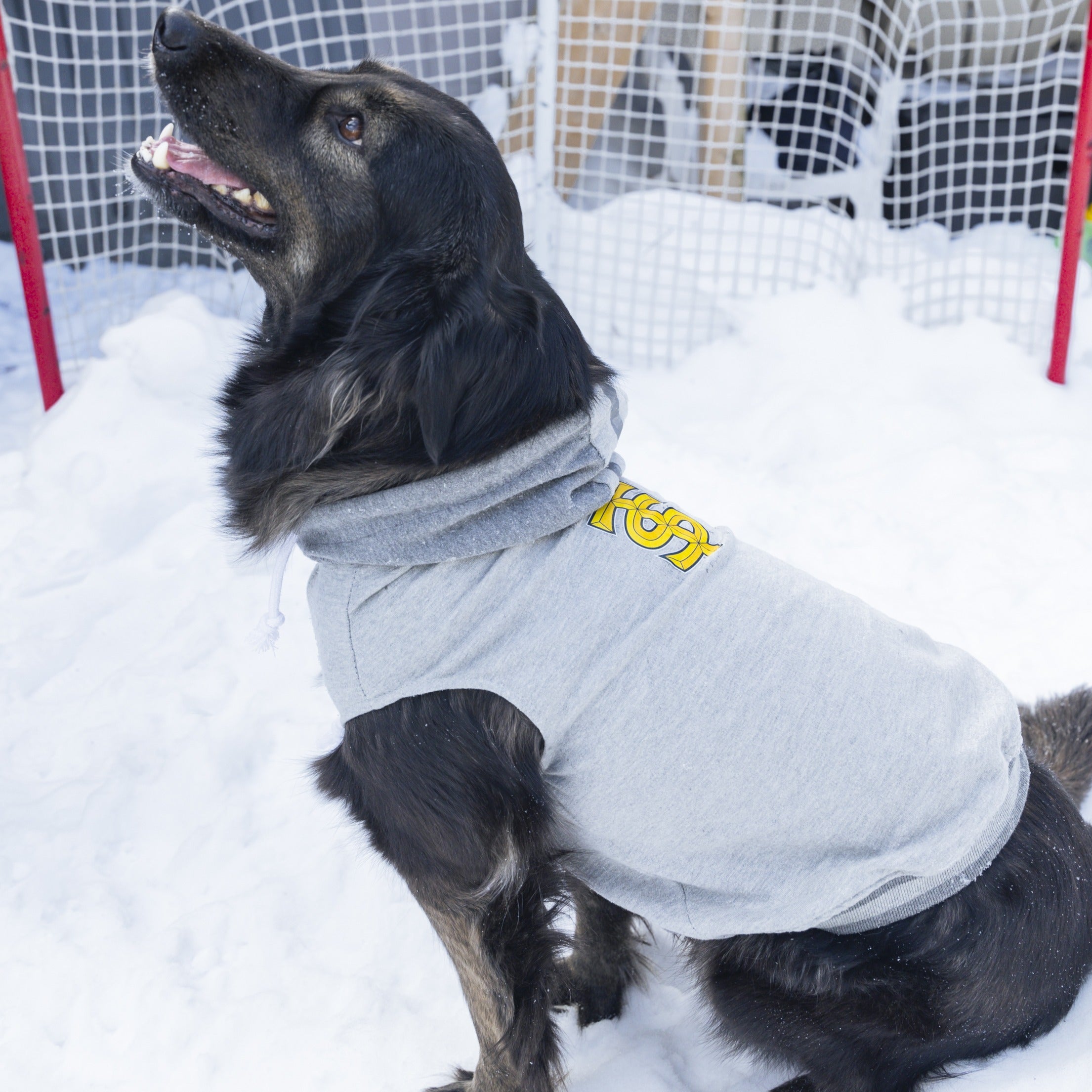 Toronto Sceptres Pet Hooded Crewneck - Pet in Grey