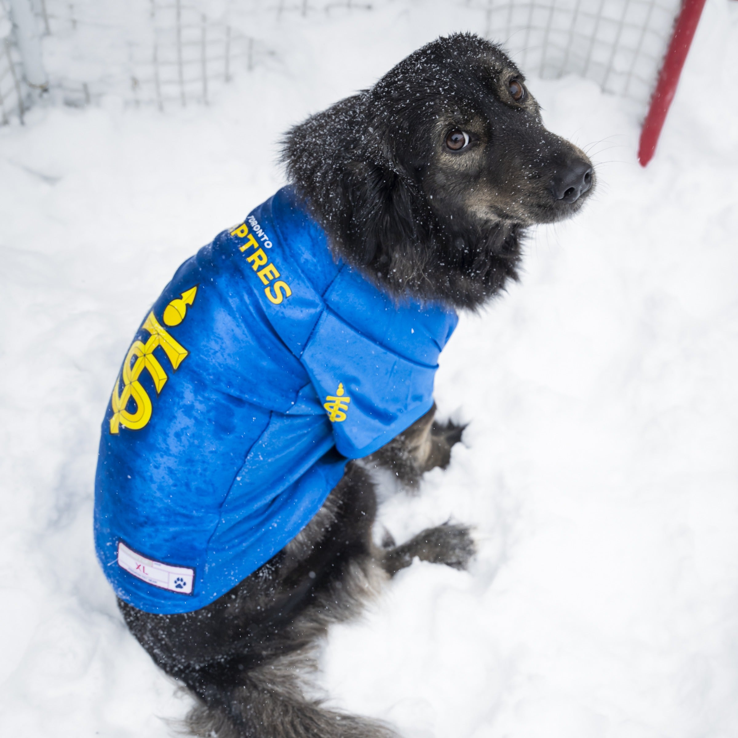 Toronto Sceptres Stretch Pet Jersey - Pet in Blue