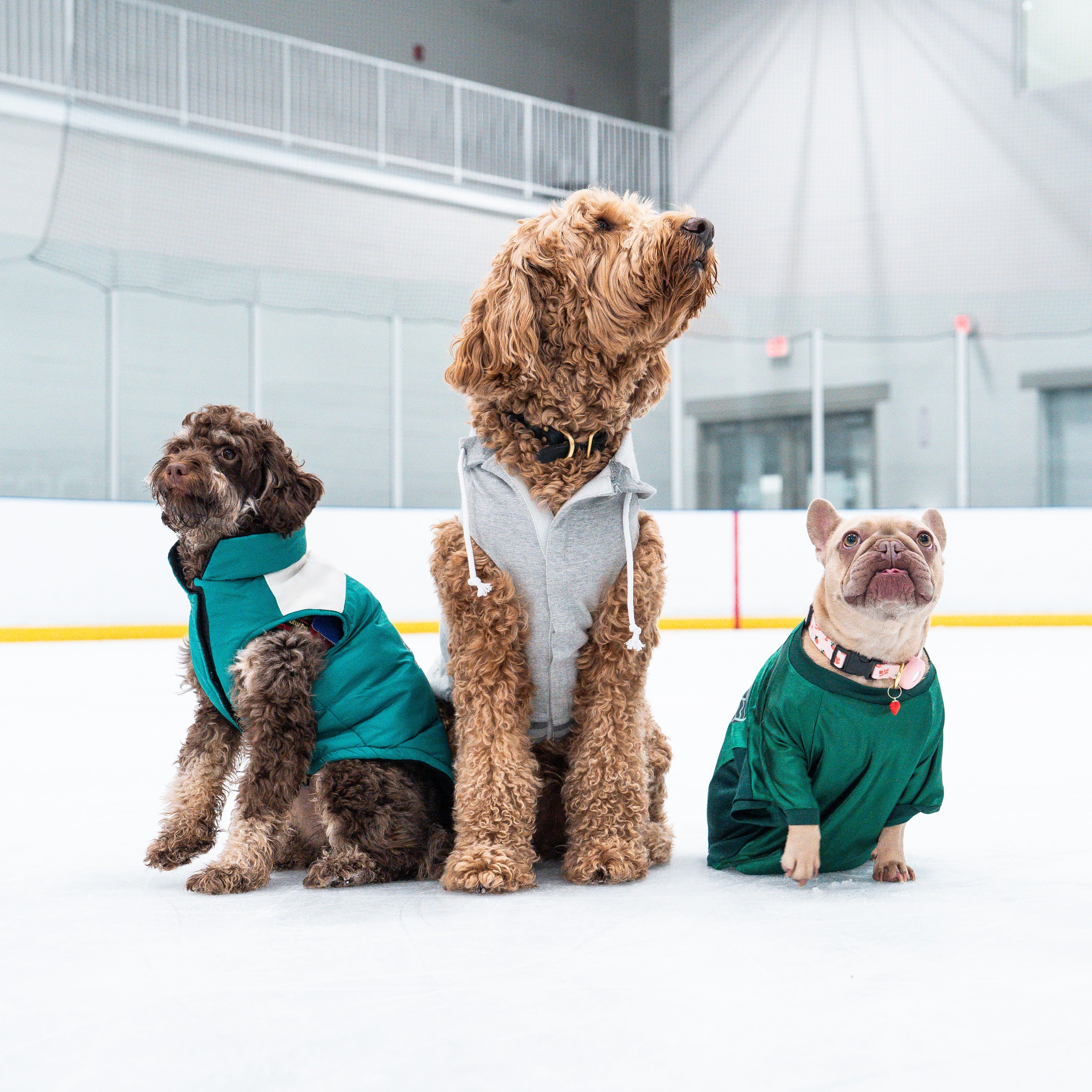 Boston Fleet Pet Hooded Crewneck - Pet in Grey