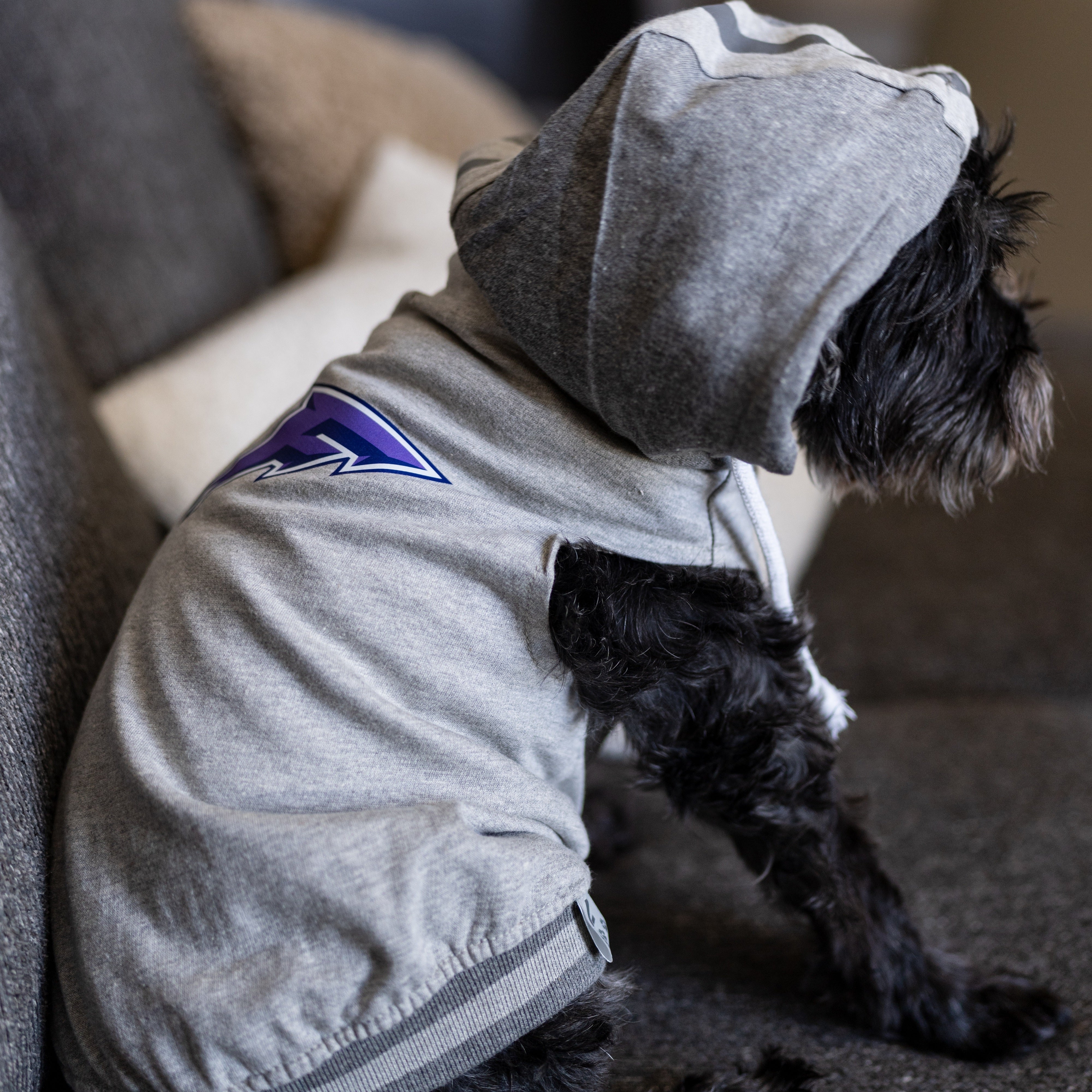 Minnesota Frost Pet Hooded Crewneck - Pet in Grey