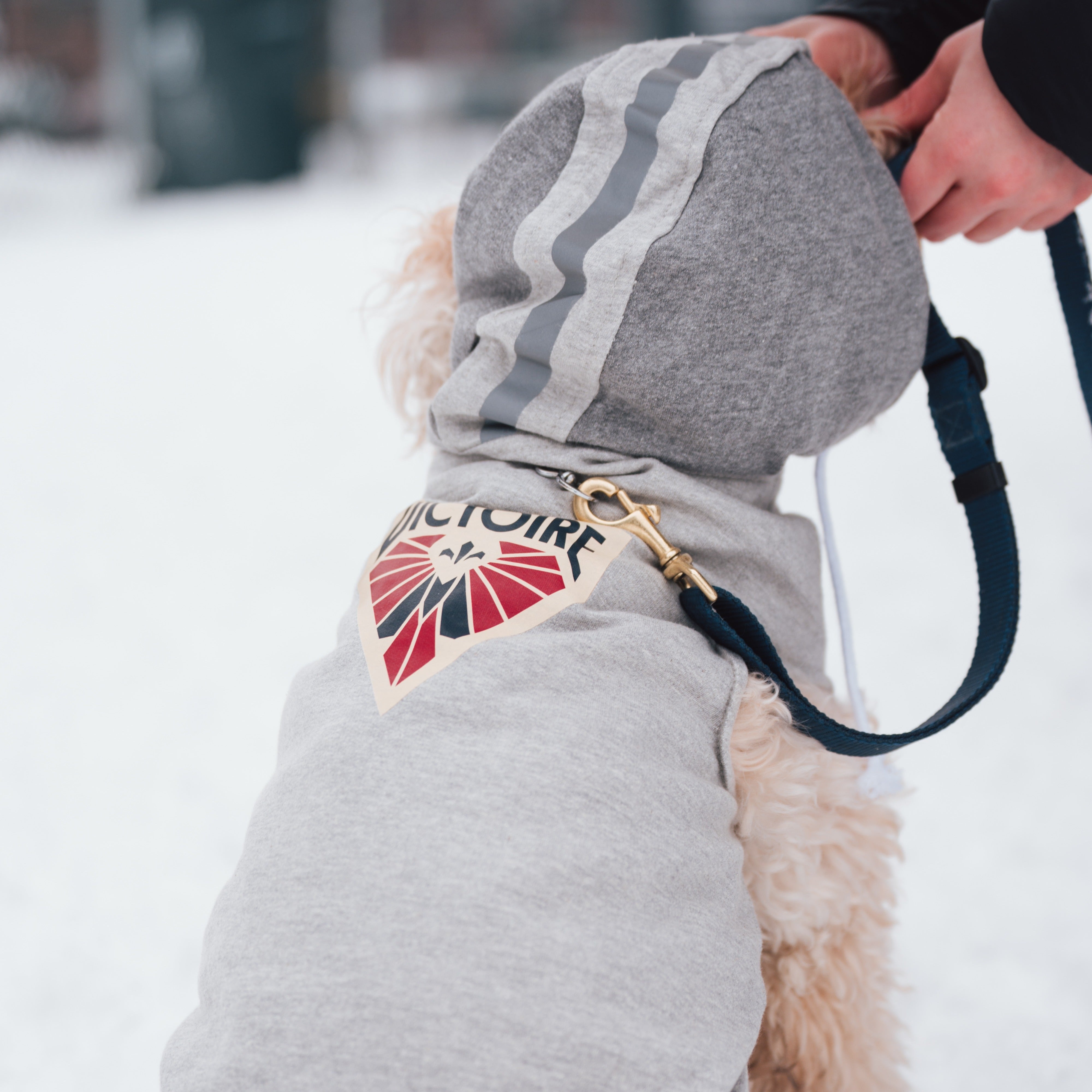 Montreal Victoire Pet Hooded Crewneck - Pet in Grey