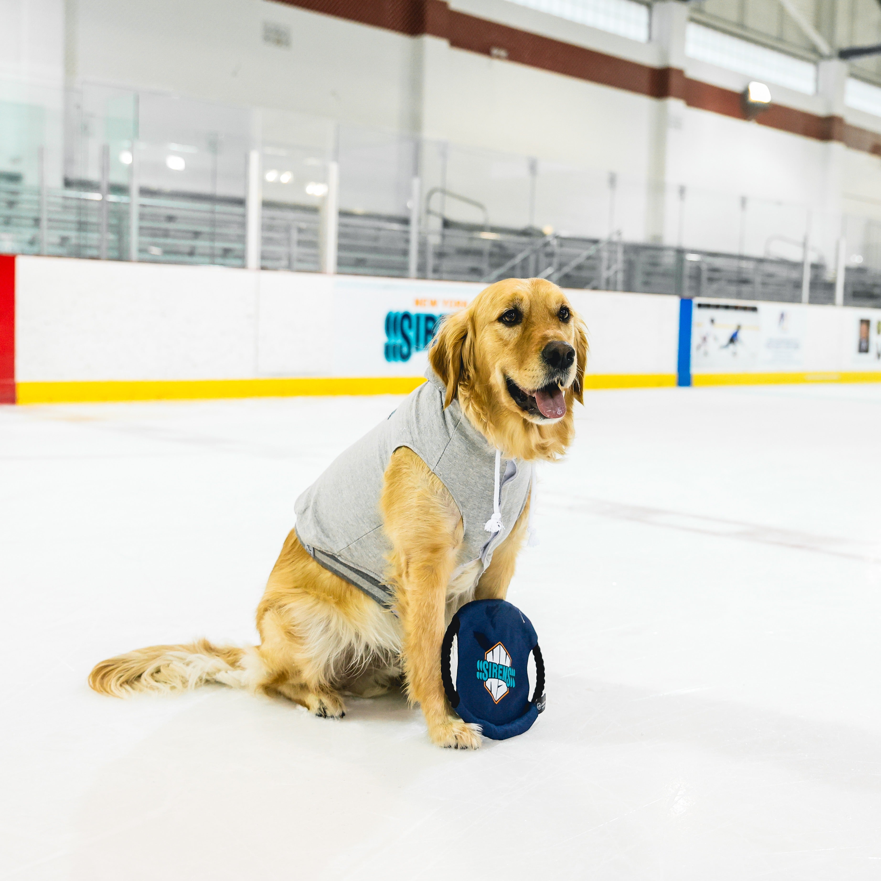 New York Sirens Flying Disc Pet Toy - Pet in Navy