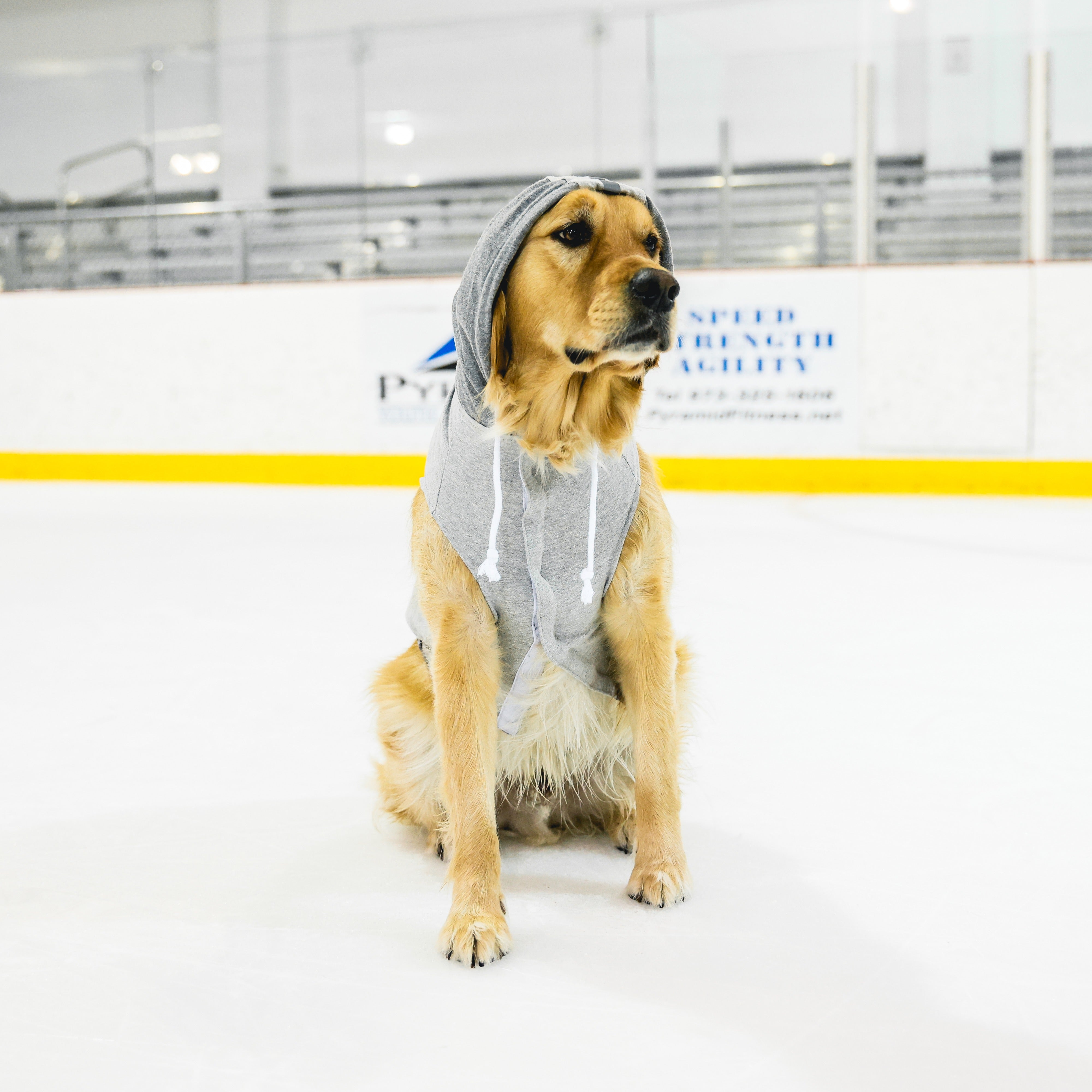 New York Sirens Pet Hooded Crewneck - Pet in Grey