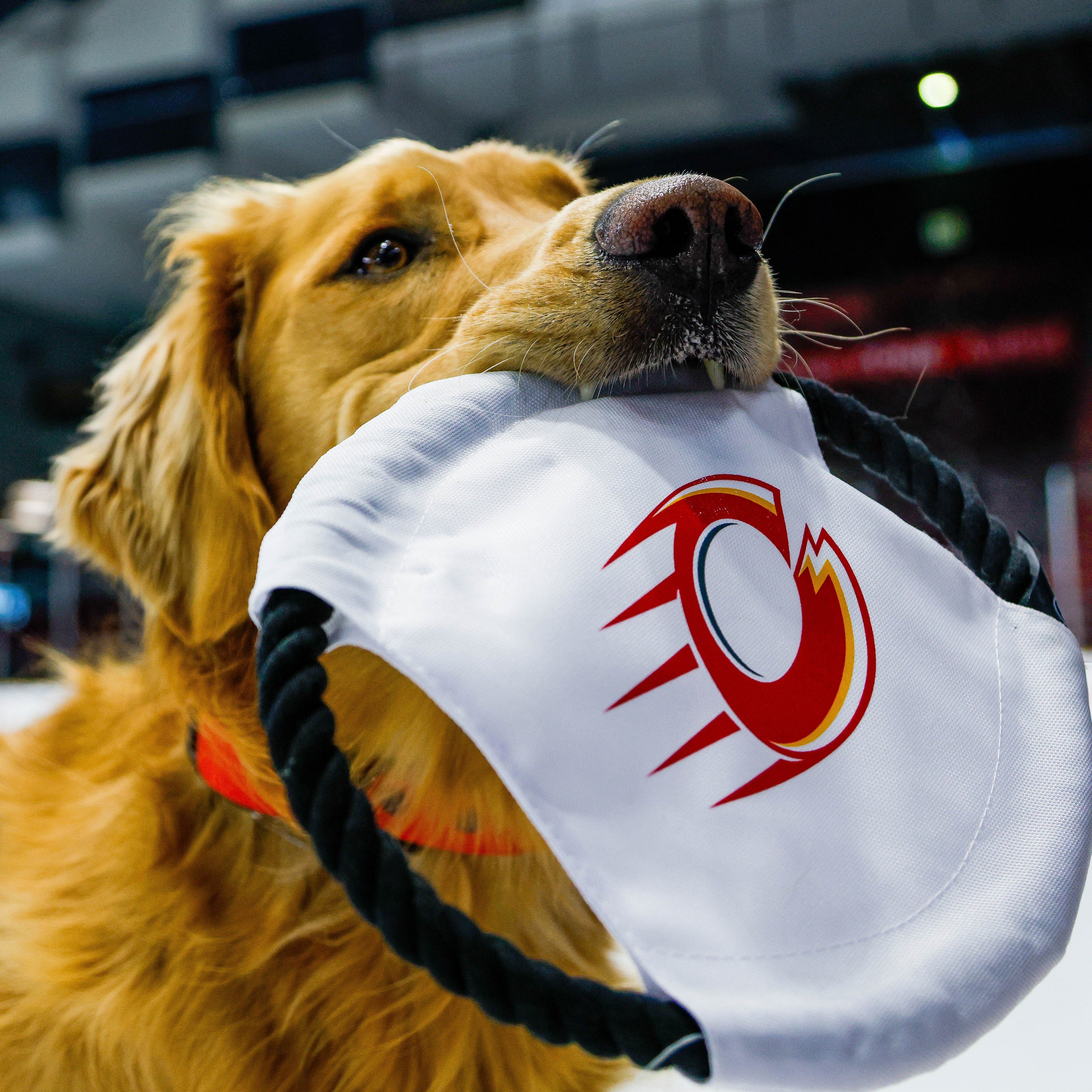 Ottawa Charge Flying Disc Pet Toy - Pet in White