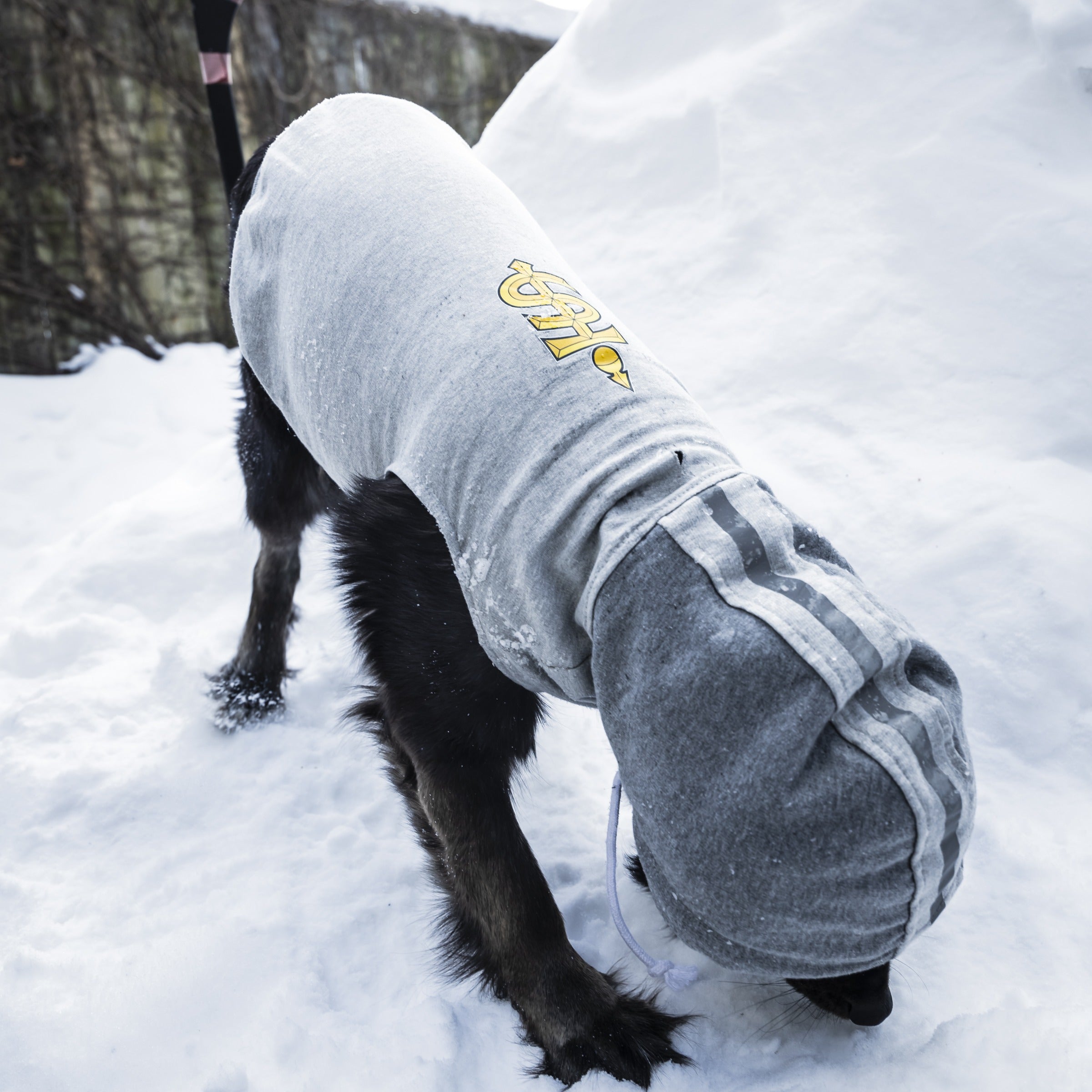 Toronto Sceptres Pet Hooded Crewneck - Pet in Grey