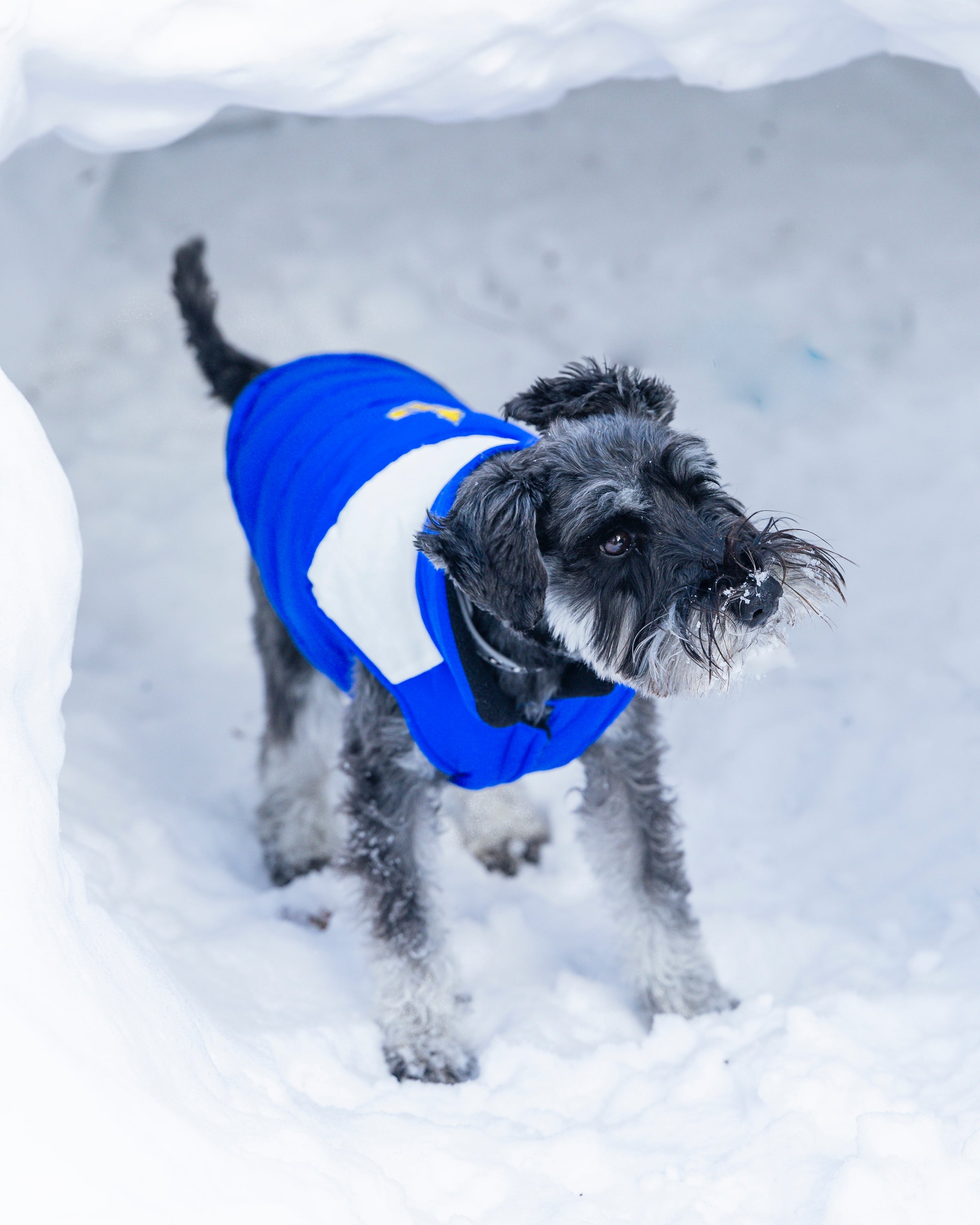 Toronto Sceptres Pet Parka Puff Vest - Pet in Blue