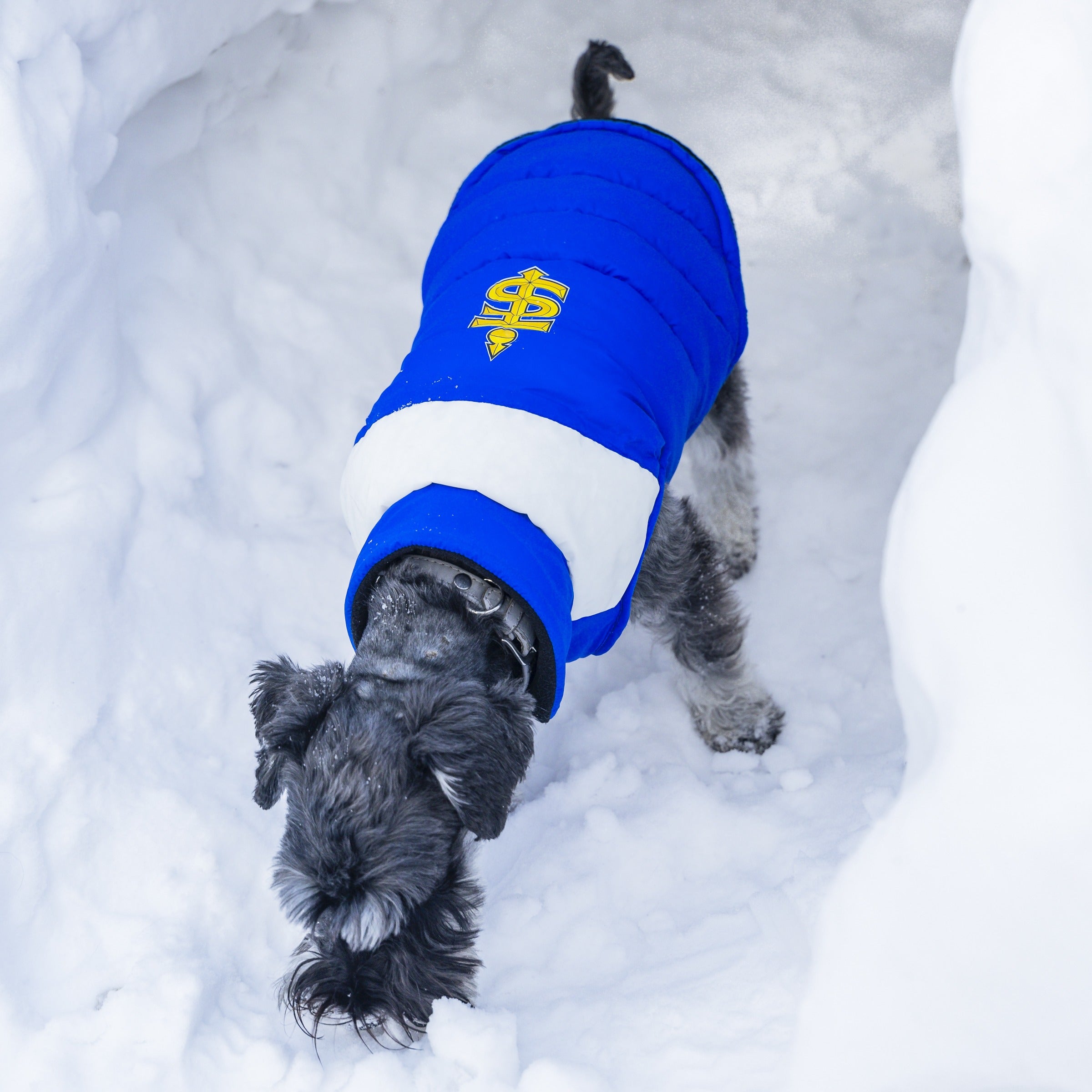 Toronto Sceptres Pet Parka Puff Vest - Pet in Blue